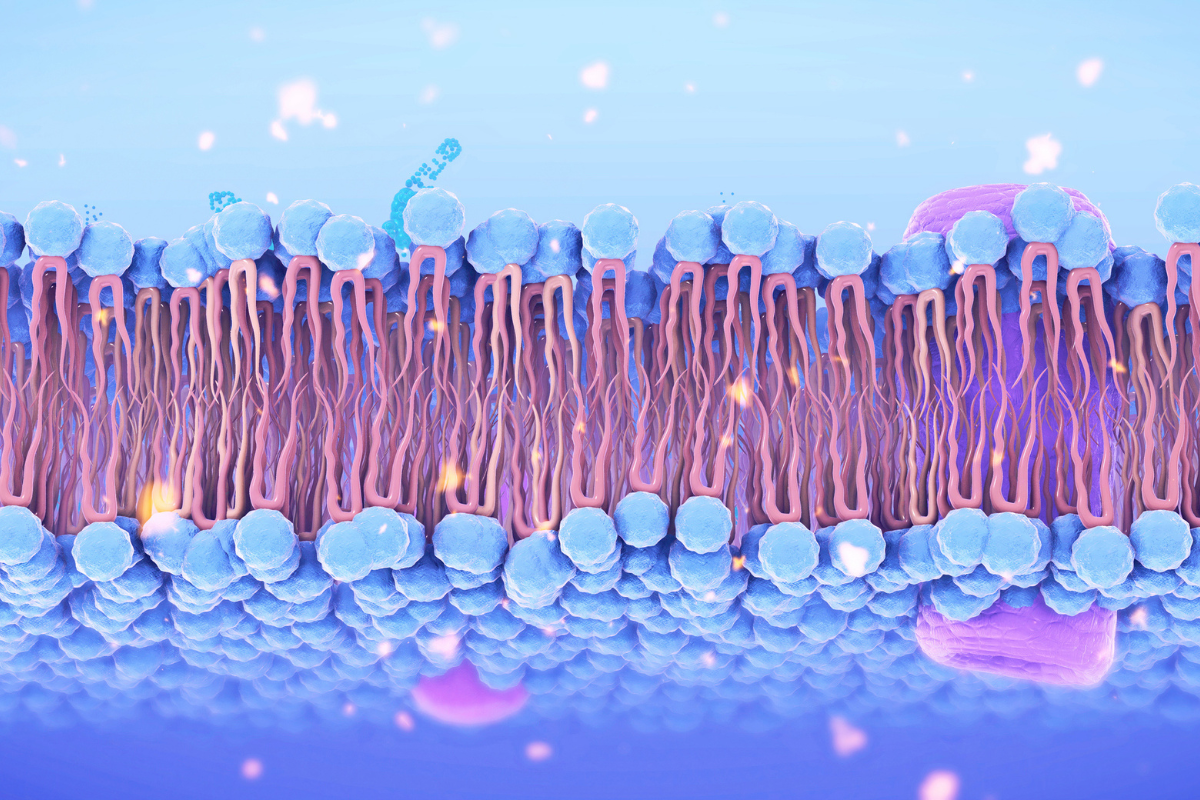 An artistic diagram of a cell membrane.