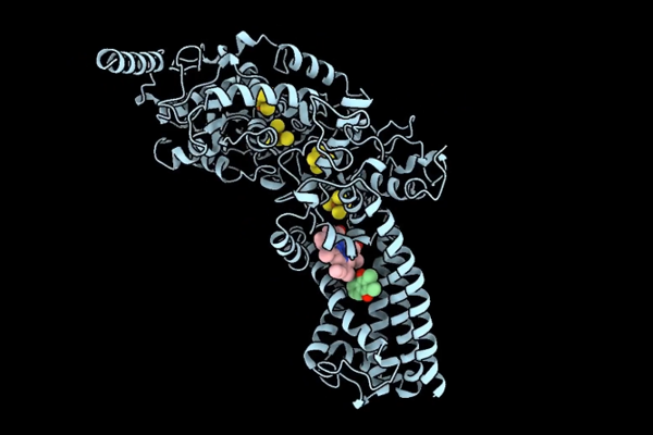 A structural illustration of the EtfD protein shown as a ribbon-like 3D model spanning a cell membrane.