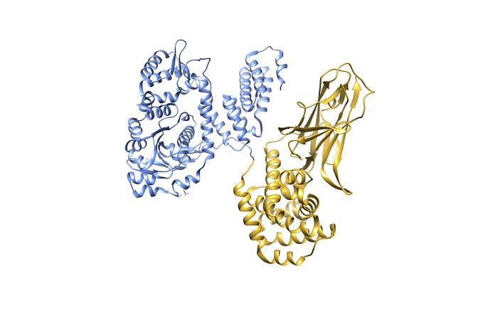 Illustration of a protein structure showing RRSP in blue and DTB in gold