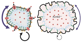 A diagram of two tumour cells, one has a structured membrane, the other is larger with divots in its membrane. 