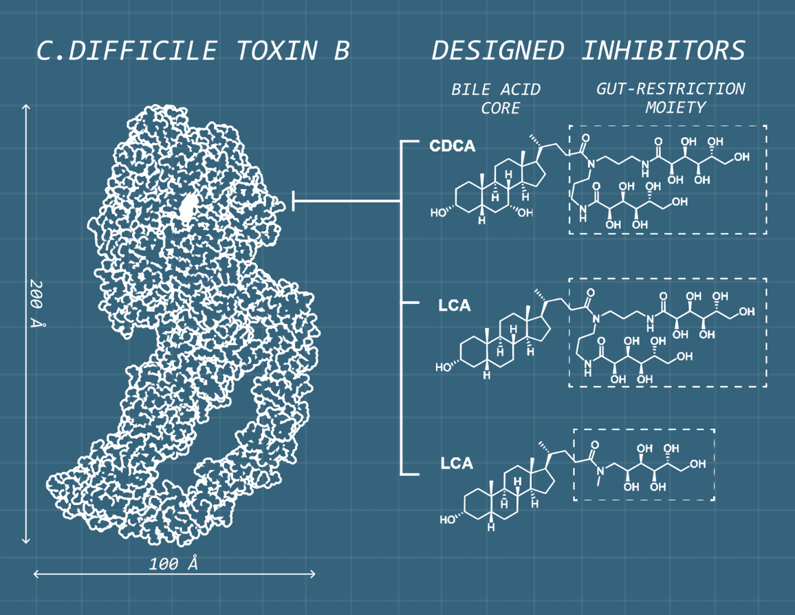 Diagram showing C. difficile toxin B structure and three designed inhibitors with bile acid cores and gut-restriction groups.