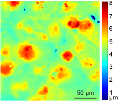 Fluorescent green and red portions correspond with a scale, indicating the height of different parts of the cardiomyocyte tissue. 