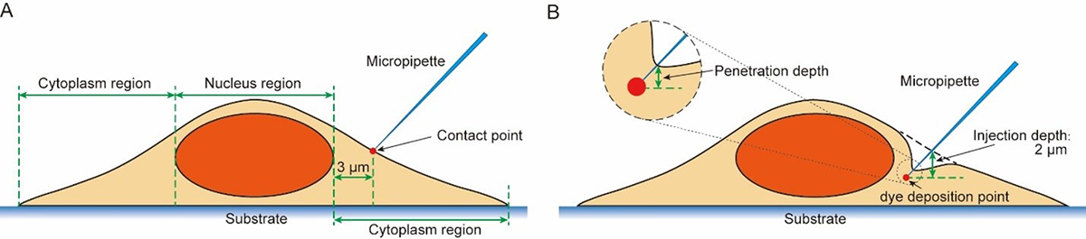 A set of two diagrams showing micropipette injection into the cell membrane and depositing dye.