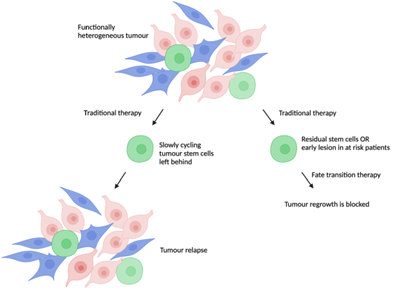 A flow chart with clusters of cells forming a tumour, with one arm showing the same number of cells after treatment, and another showing no tumour cells after treatment.