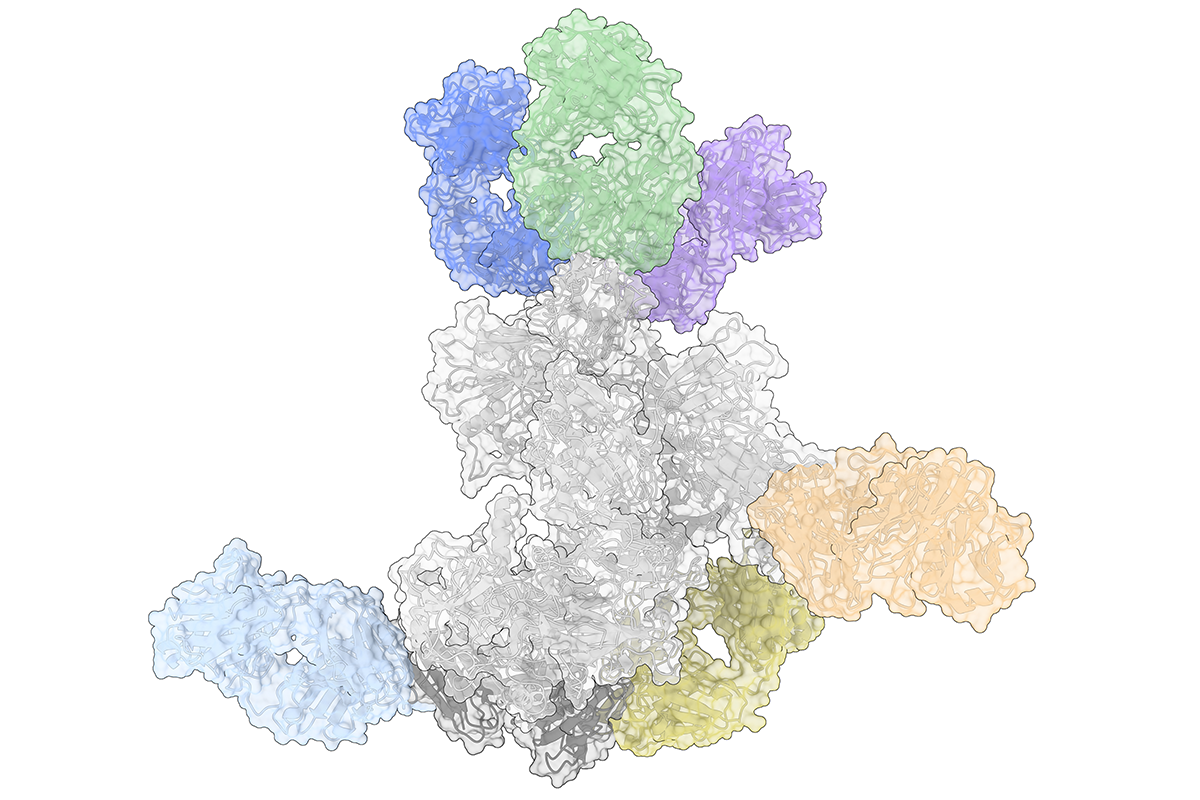 A three-dimensional diagram of a protein complex with six coloured antibodies attached.