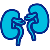 Medical illustration of kidneys
