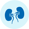 Medical illustration of kidneys