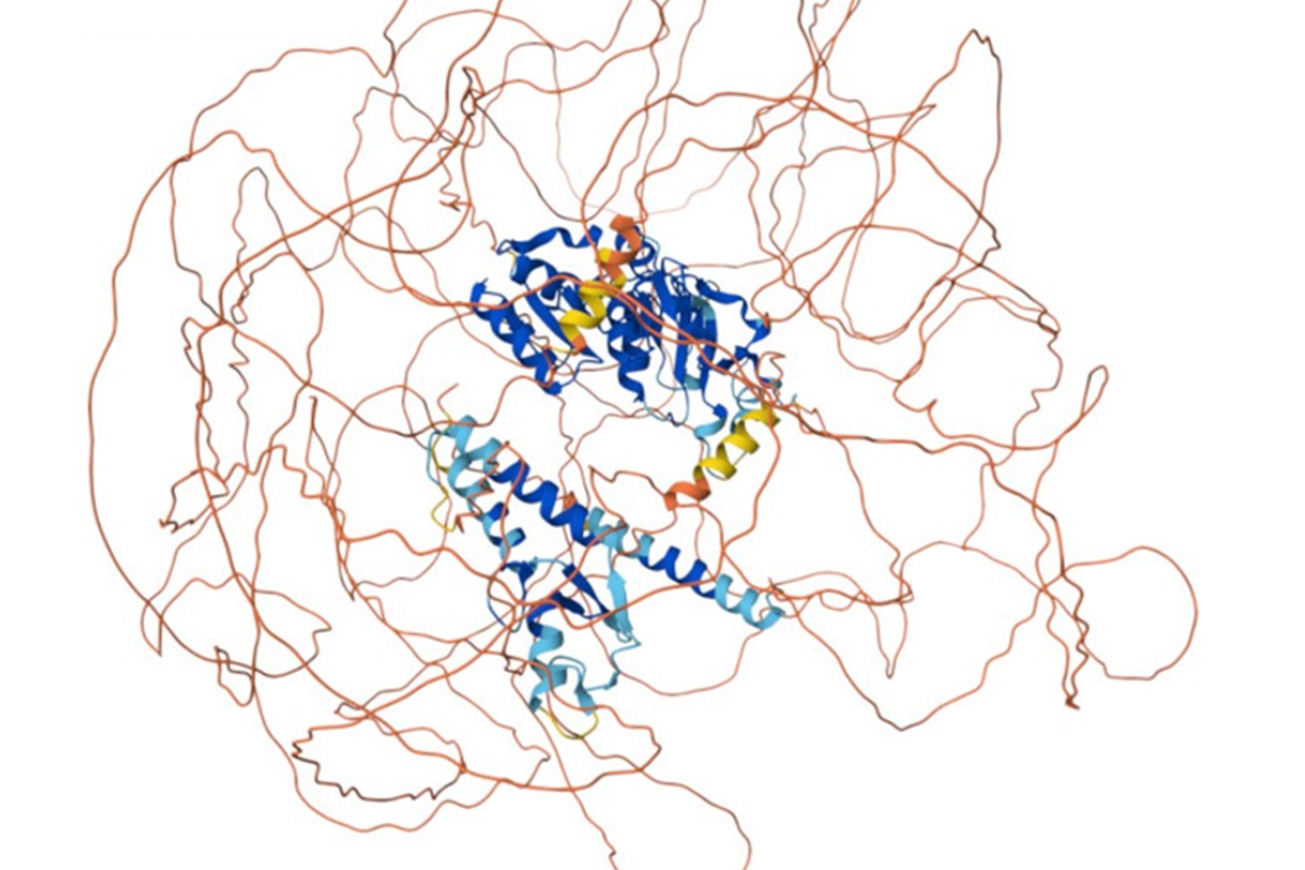 An AlphaFoldDB image showing the predicted structure of the BRCA1 protein. The blue parts show the small portion of ‘normal’ protein that has a 3D structure, while the orange parts represent intrinsically disordered regions (IDRs). The shape of the orange "noodle” represents the uncertain part of the protein and is not expected to reflect the real structure. 