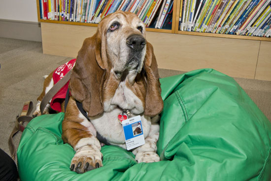 A dog wearing a SickKids ID badge lies on a bean bag chair in the SickKids library