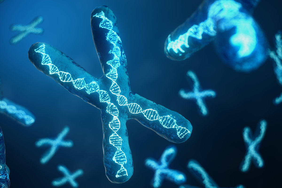 Rendering of DNA helices inside chromosomes