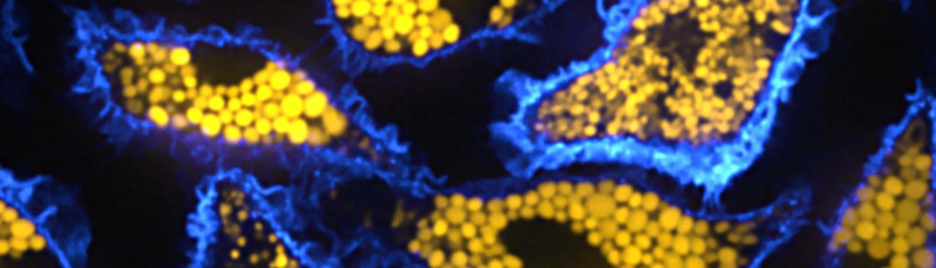 Various oblong shapes outlined in electric blue filled with small circles of yellow against a black background.