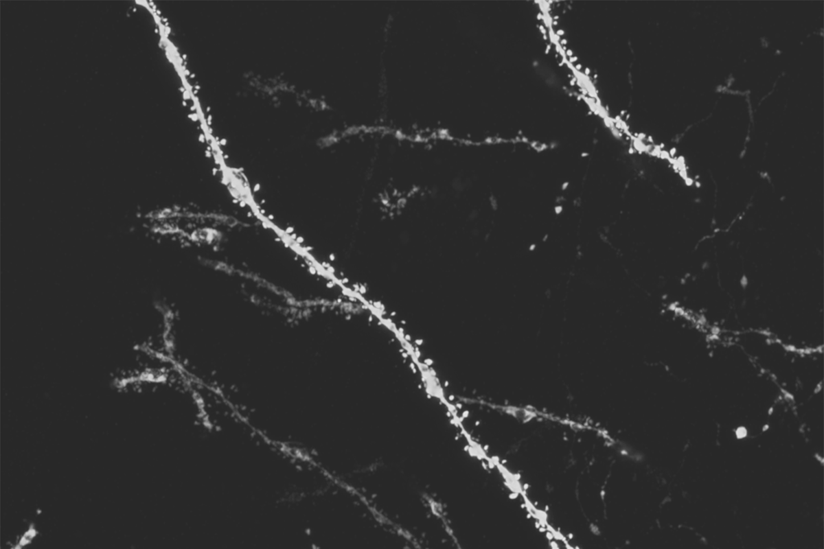 A white curved line with dots along it on a dark background. 