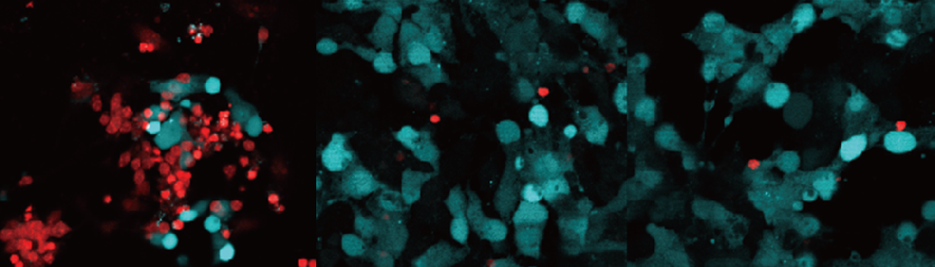 Turquoise and red dots on a black background.